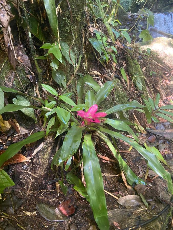 Casa Da Si Hostel Ubatuba Kültér fotó